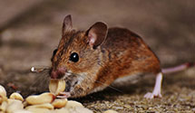 24 Hour & Emergency Exterminators in Clairton, PA